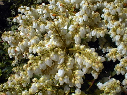 PIERIS japonica Purity