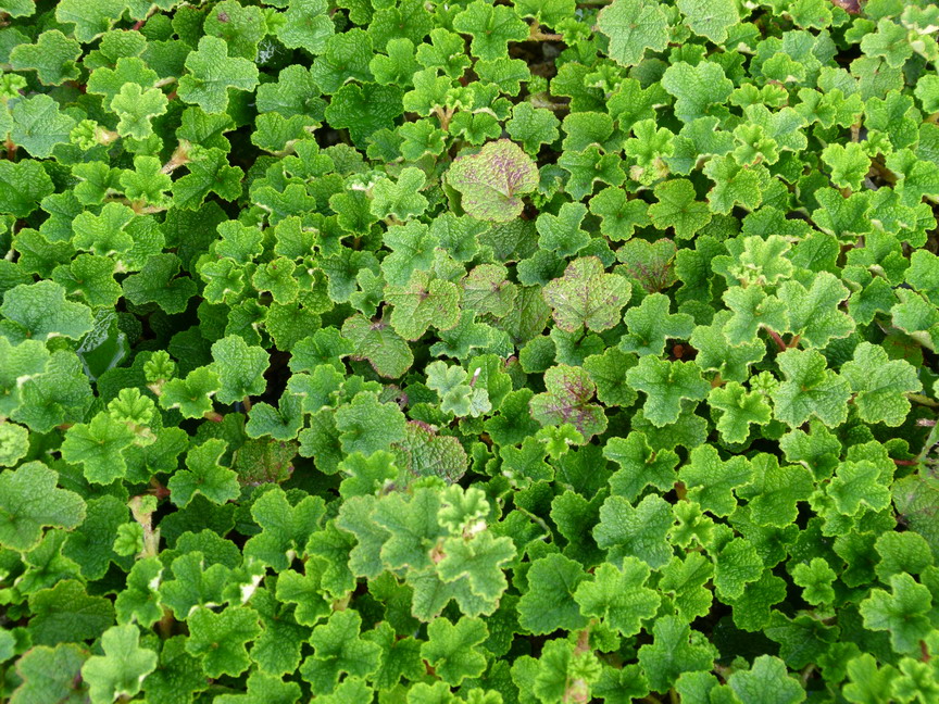 RUBUS calycinoides California