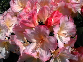 RHODODENDRON yakushimanum Percy Wiseman