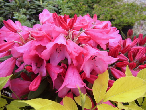 RHODODENDRON moyen Winsome