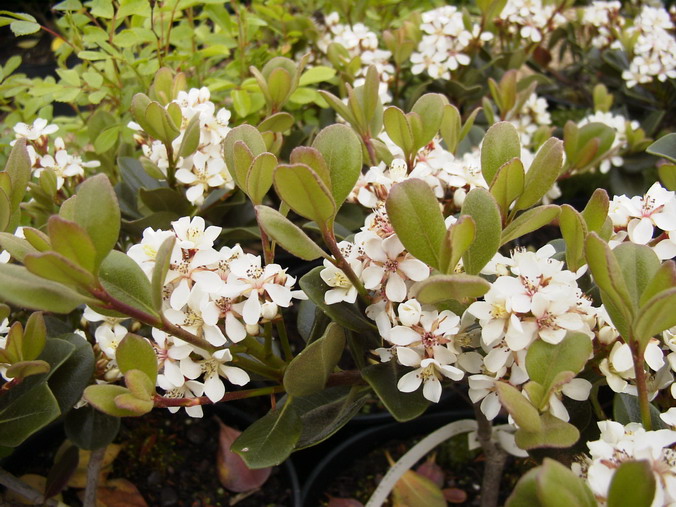 RHAPHIOLEPIS ovata : floraison d'avril à mai. Nº484