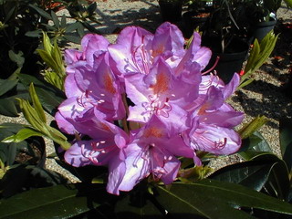 RHODODENDRON ponticum : floraison d'avril à mai. Nº486
