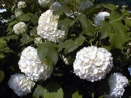 VIBURNUM opulus Roseum