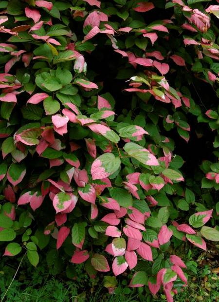 ACTINIDIA kolomikta