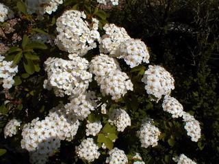 SPIRAEA X.vanhouttei