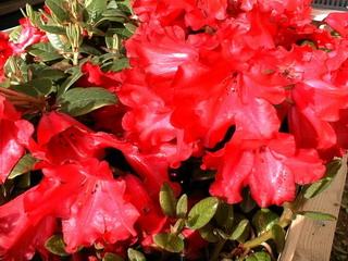 RHODODENDRON moyen Scarlet Wonder