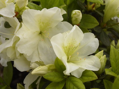 AZALEA japonaise Olga Niblett : floraison de printemps. Nº495