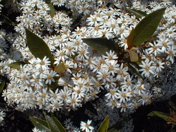 OLEARIA rani