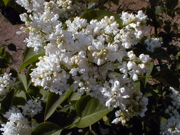 SYRINGA vulgaris Madame Lemoine