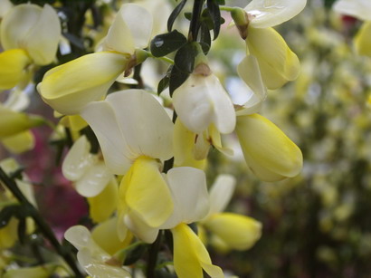 CYTISUS scoparius Luna