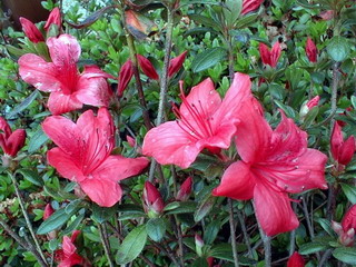 AZALEA japonaise Orange Beauty