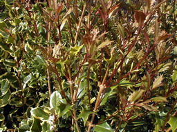 OSMANTHUS heterophyllus Gulftide