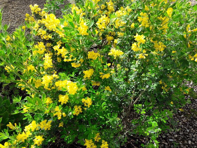 GENISTA porlock