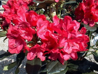 RHODODENDRON hybride Nova Zembla : floraison de mai. Nº515