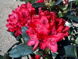 RHODODENDRON hybride Nova Zembla : floraison de mai. Nº516