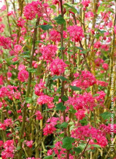 RIBES sanguineum Pulborough Scarlet