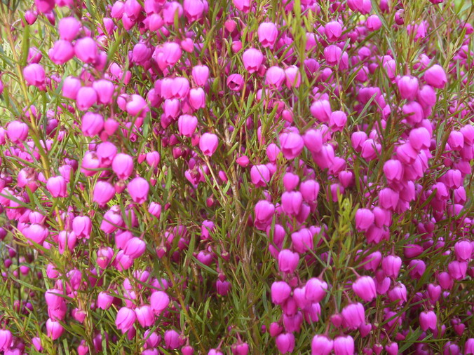 BORONIA heterophylla