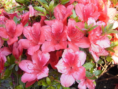 AZALEA japonaise Orange Beauty