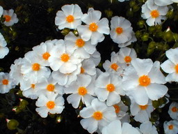 CISTUS X.corbariensis