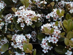 RHAPHIOLEPIS umbellata