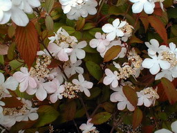 VIBURNUM plicatum Pink Beauty