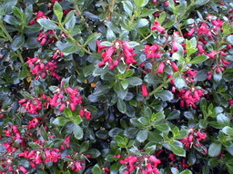 ESCALLONIA compacta Coccinea : floraison de mai-juin. Nº533