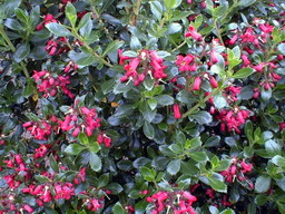 ESCALLONIA compacta Coccinea