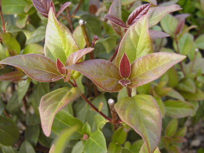VIBURNUM tinus Purpureus