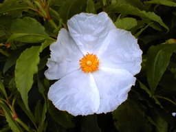 CISTUS X.aguilari
