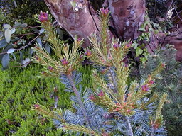 PINUS parviflora Glauca