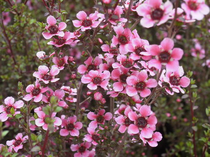 LEPTOSPERMUM scoparium Nicholsi