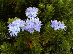 HEBE vernicosa