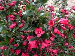 ESCALLONIA Donard Radiance