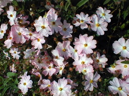 CISTUS x.skanbergii