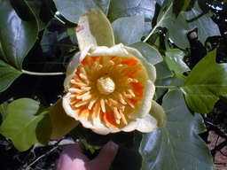 LIRIODENDRON tulipifera