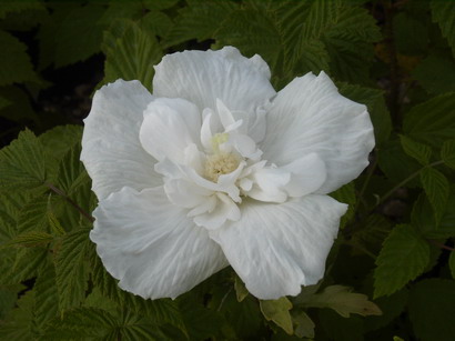 HIBISCUS syriacus White Chiffon ®