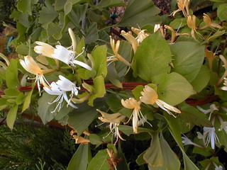 LONICERA japonica Halliana : floraison estivale remontante. Nº555