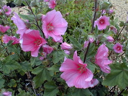 LAVATERA thuringiaca Rosea