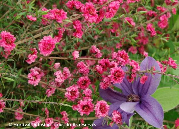 LEPTOSPERMUM scoparium Red Damask