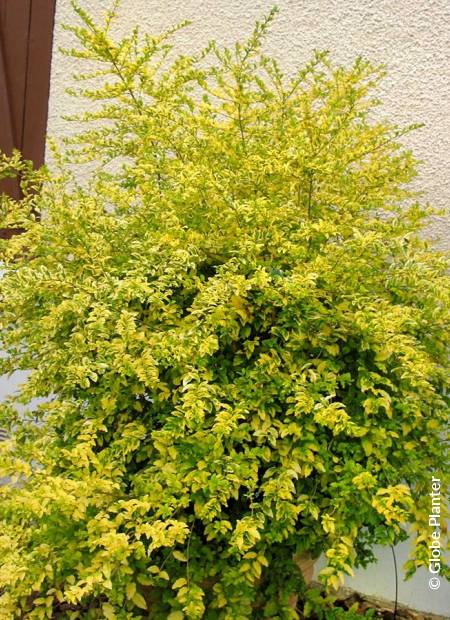 LIGUSTRUM ovalifolium Lemon and Lime