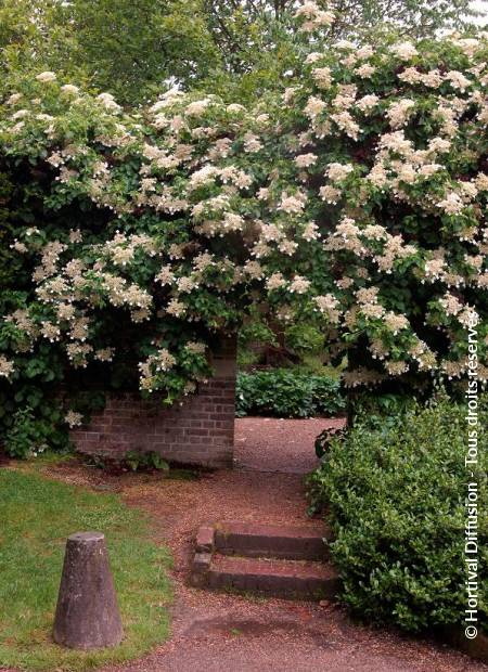 HYDRANGEA petiolaris