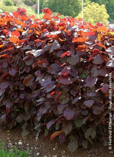 CORYLUS maxima purpurea