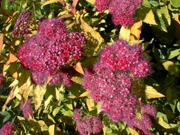 SPIRAEA X.bumalda Gold Flame