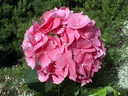 HYDRANGEA macrophylla Mathilda Gutges