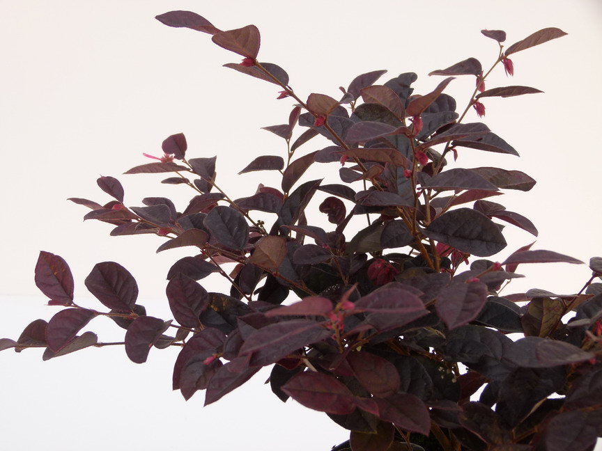 LOROPETALUM chinense Fire Dance