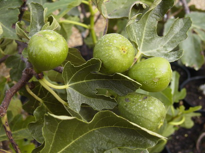 FIGUIER Madeleine des 2 Saisons