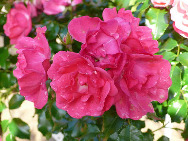 ROSA Emera ® : floraison estivale. Nº581
