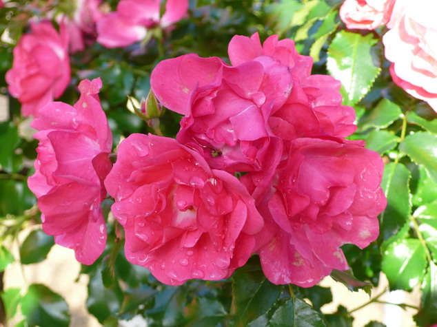 ROSA Emera ® : floraison estivale. Nº582