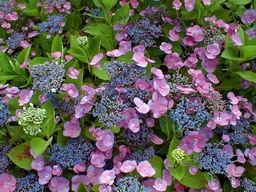 HYDRANGEA macrophylla Mousmee : floraison de juin-juillet. Nº584