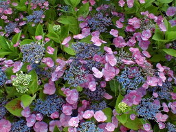 HYDRANGEA macrophylla Mousmee